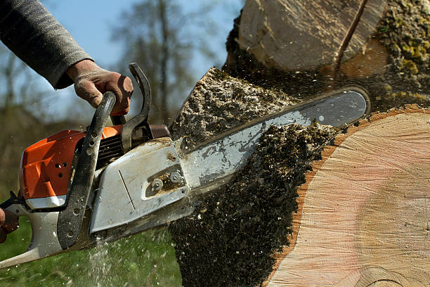 Residential Tree Removal in Ashley, PA